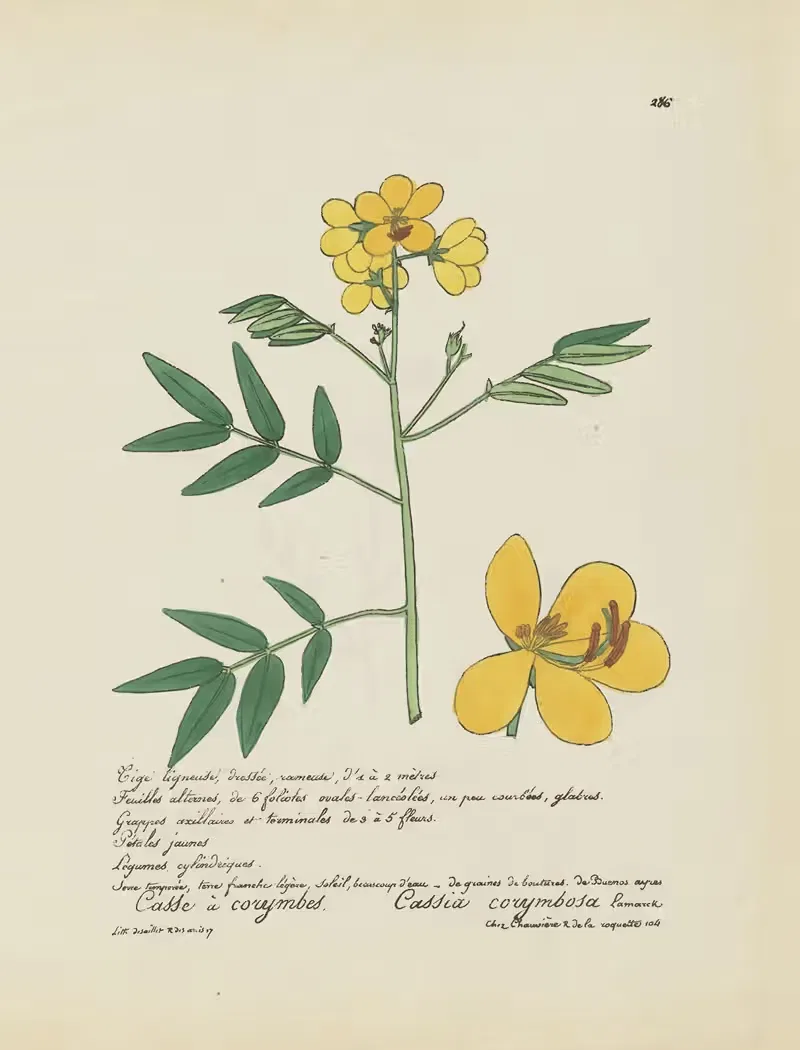 Cassia corymbosa by Jean Baptiste Louis Letellier, 1848-1849 — digital art print download