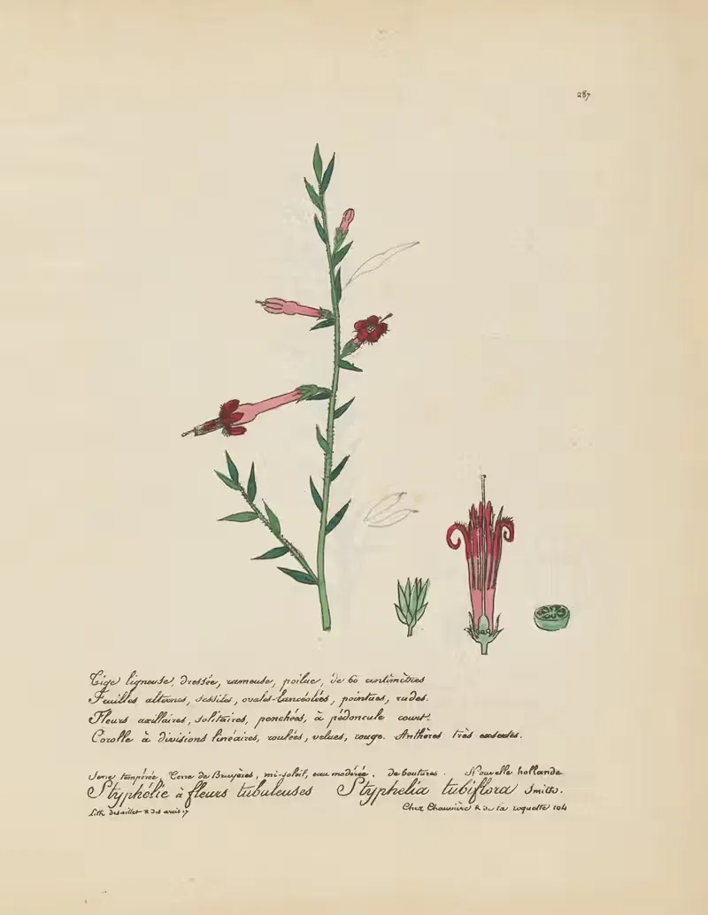 Styphelia tubiflora — Jean Baptiste Louis Letellier