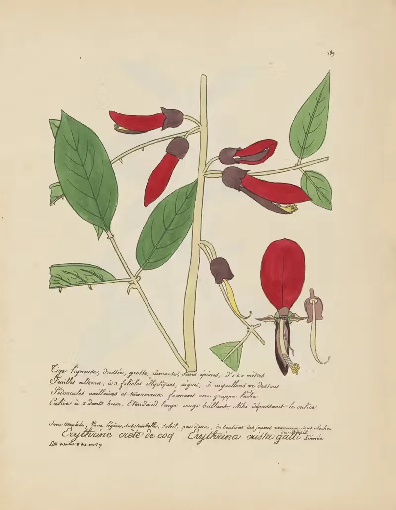 Erythrina crista galli by Jean Baptiste Louis Letellier, 1848-1849 — digital art print download