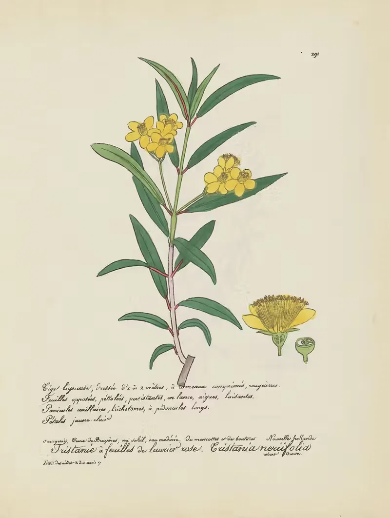 Tristania neriifolia by Jean Baptiste Louis Letellier, 1848-1849 — digital art print download