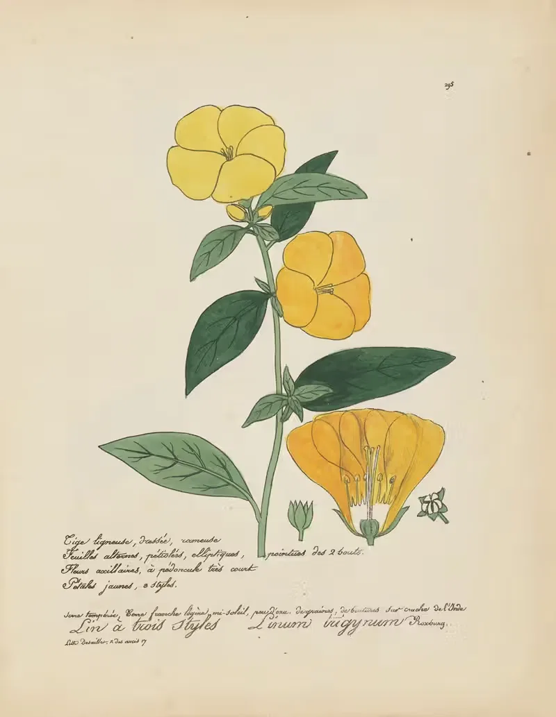 Linum trigynum by Jean Baptiste Louis Letellier, 1848-1849 — digital art print download