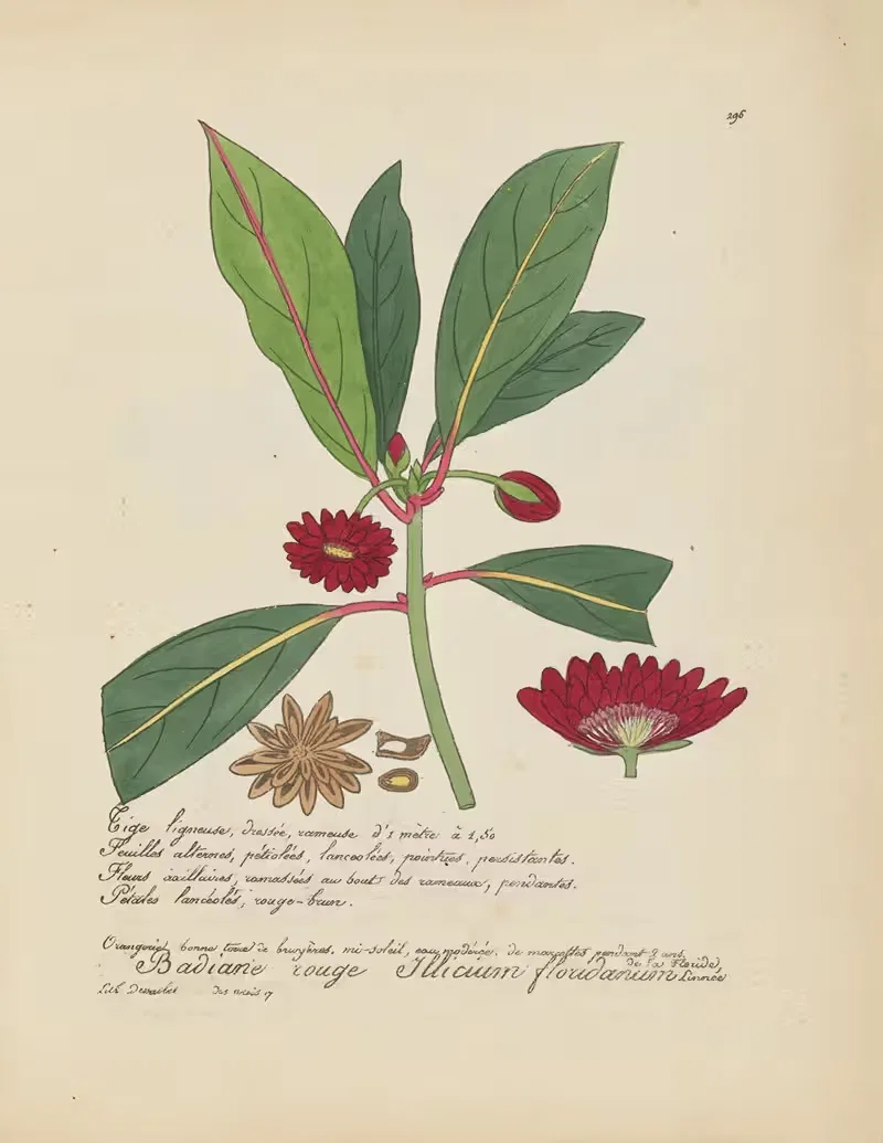 Illicium floridanum by Jean Baptiste Louis Letellier, 1848-1849 — digital art print download
