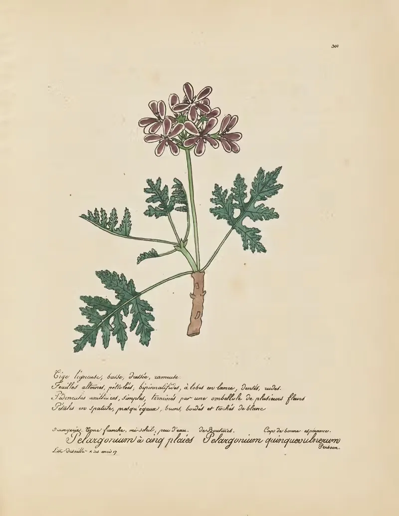 Pelargonium quinquevulnerum by Jean Baptiste Louis Letellier, 1848-1849 — digital art print download