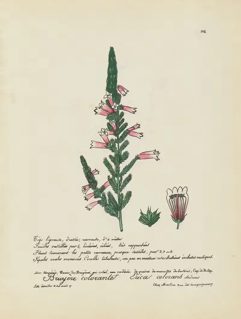 Erica colorans by Jean Baptiste Louis Letellier, 1848-1849 — digital art print download