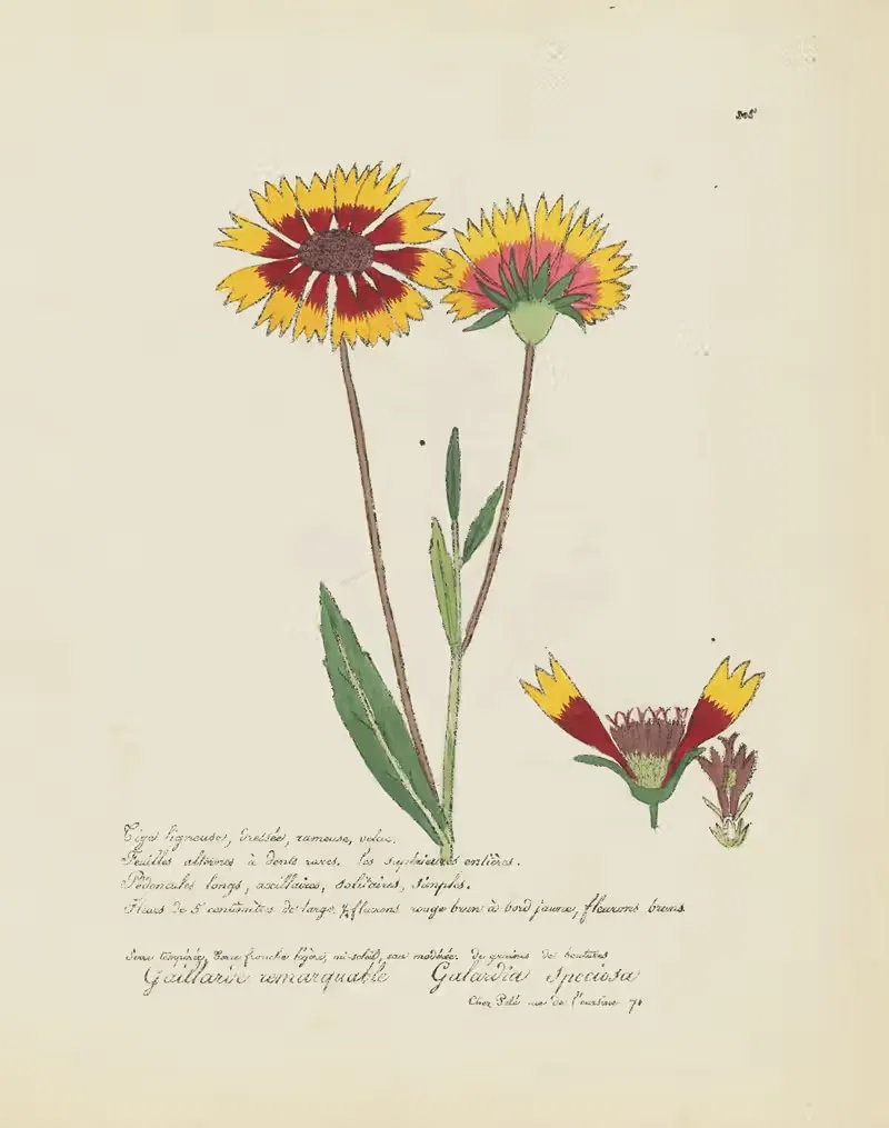 Galardia speciosa by Jean Baptiste Louis Letellier, 1848-1849 — digital art print download
