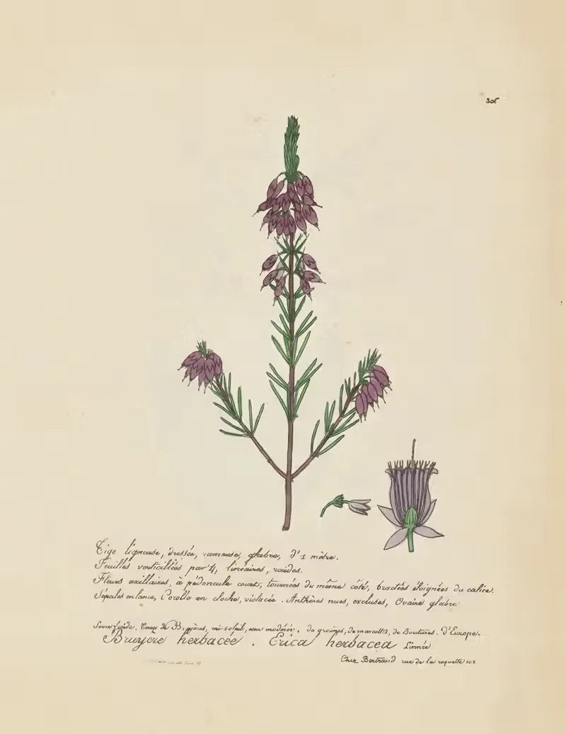 Erica herbacea by Jean Baptiste Louis Letellier, 1848-1849 — digital art print download