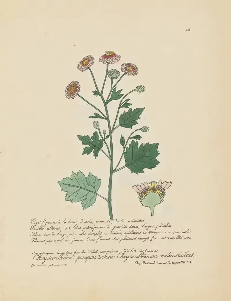 Chyrsanthemum matricauoïdes — Jean Baptiste Louis Letellier