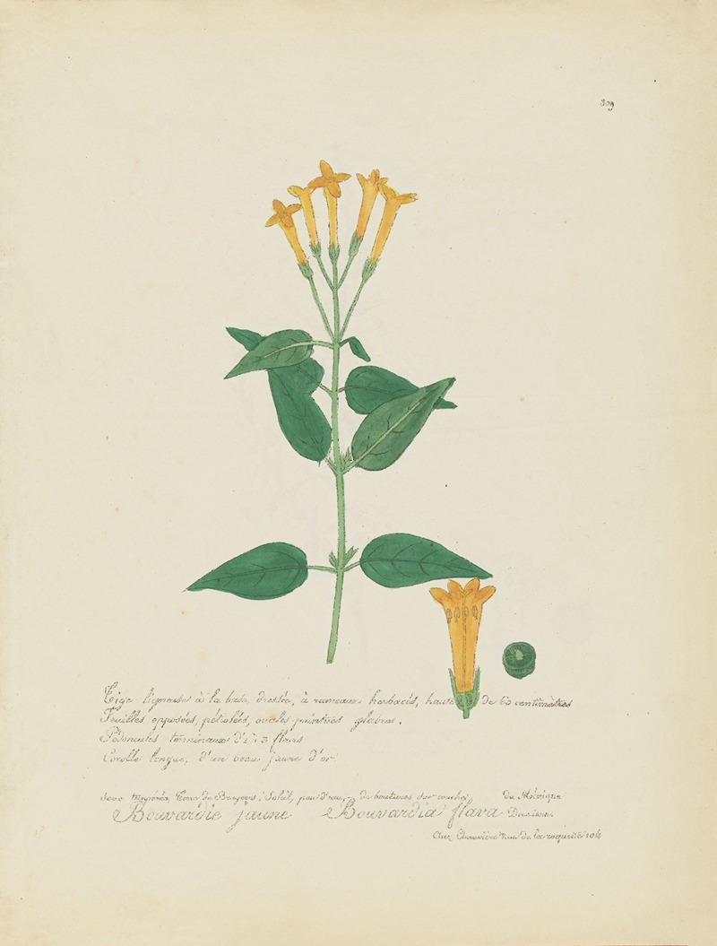 Bouvardia flava by Jean Baptiste Louis Letellier, 1848-1849 — digital art print download