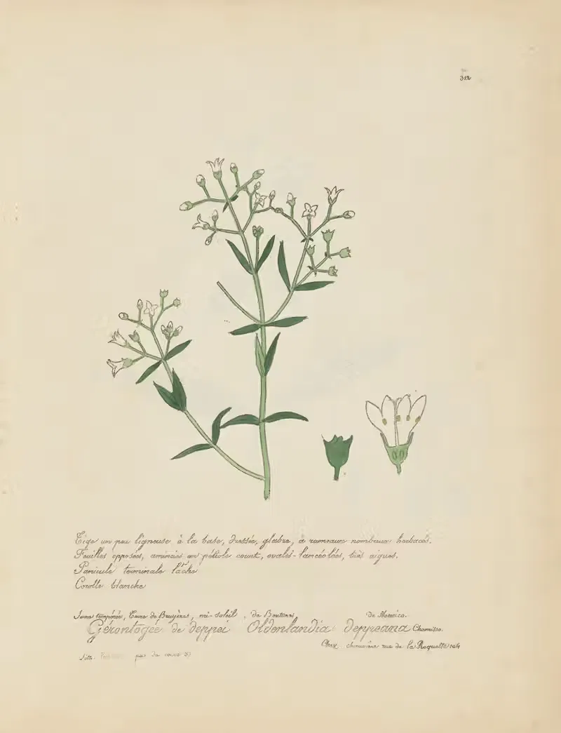 Oldenlandia deppeana by Jean Baptiste Louis Letellier, 1848-1849 — digital art print download