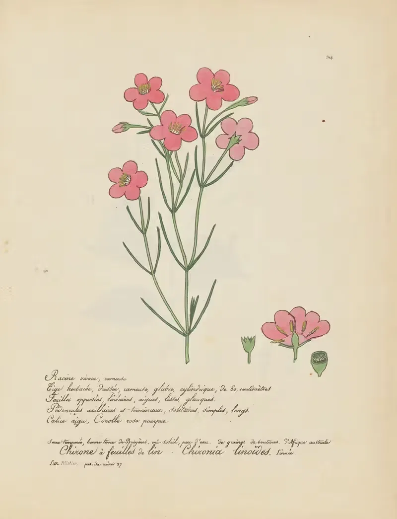 Chironia linoïdes by Jean Baptiste Louis Letellier, 1848-1849 — digital art print download