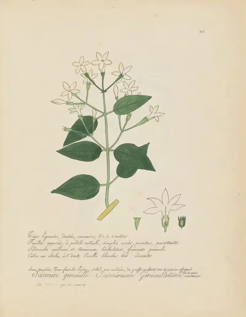 Jasminum geniculatum by Jean Baptiste Louis Letellier, 1848-1849 — digital art print download