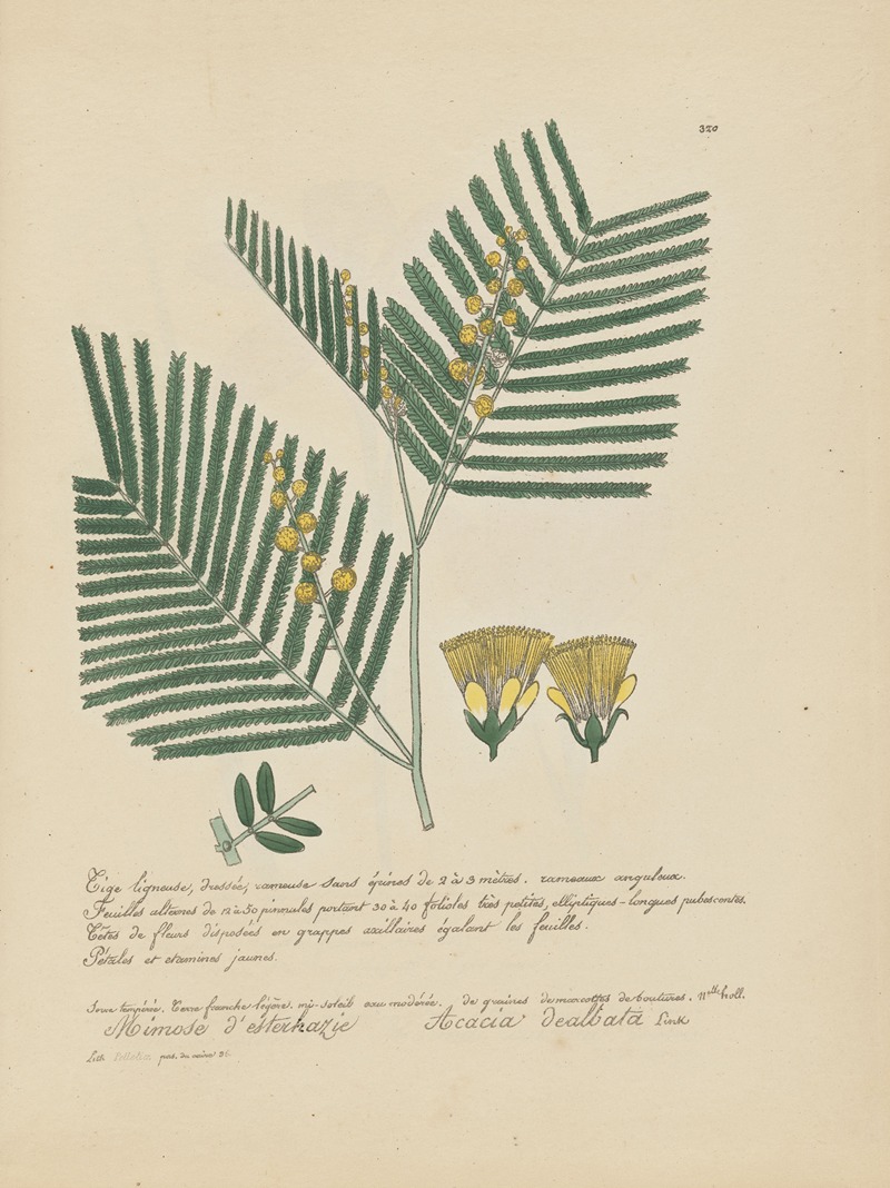 Acacia dealbata by Jean Baptiste Louis Letellier, 1848-1849 — digital art print download