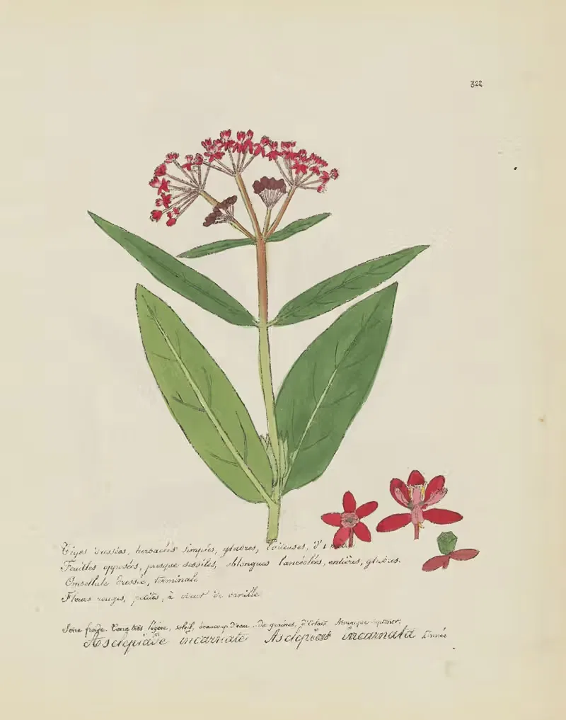Asclepias incarnata by Jean Baptiste Louis Letellier, 1848-1849 — digital art print download