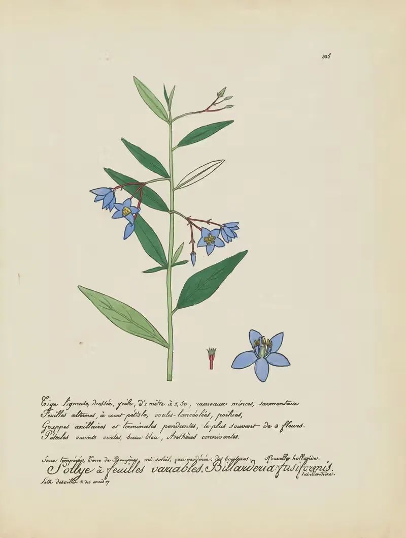 Billarderia fusiformis by Jean Baptiste Louis Letellier, 1848-1849 — digital art print download