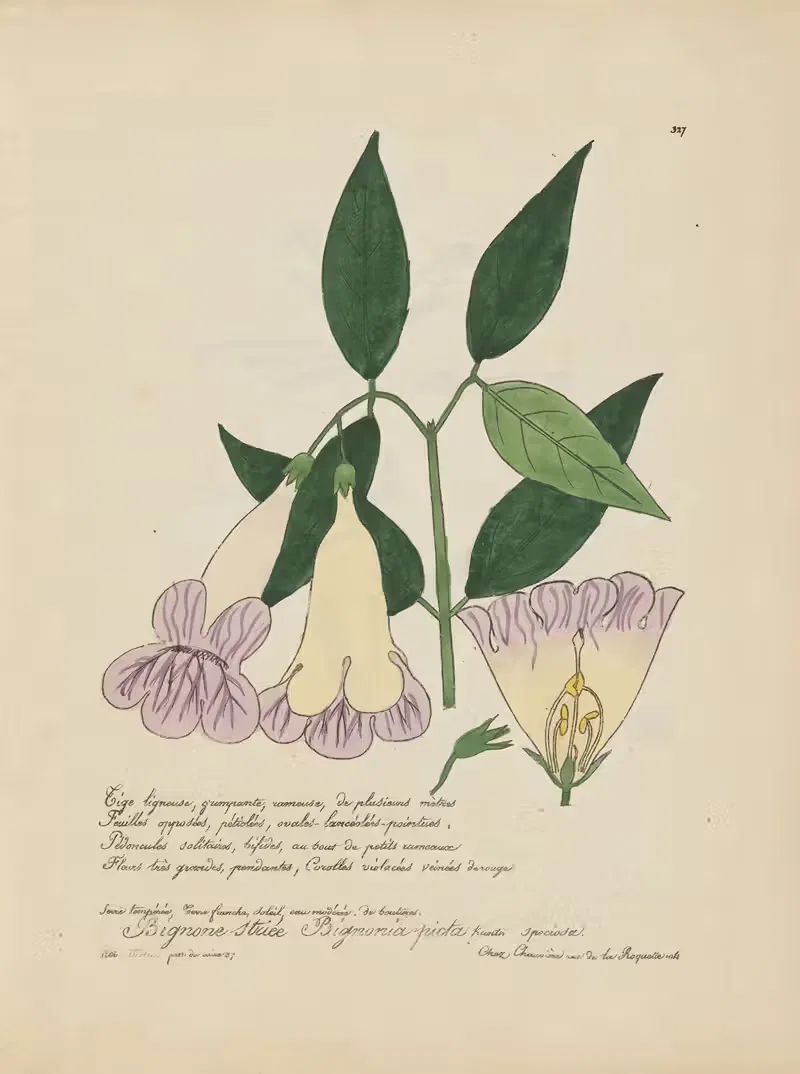 Bignonia picta by Jean Baptiste Louis Letellier, 1848-1849 — digital art print download