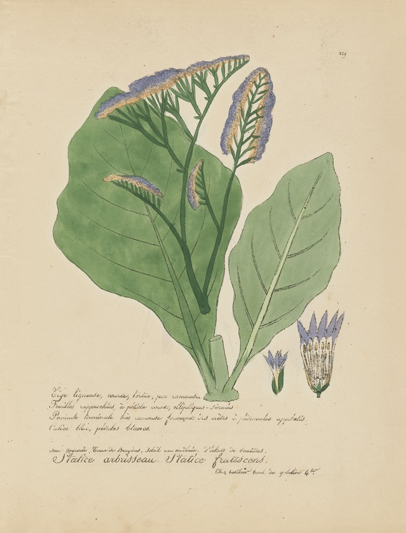 Statice frutescens by Jean Baptiste Louis Letellier, 1848-1849 — digital art print download