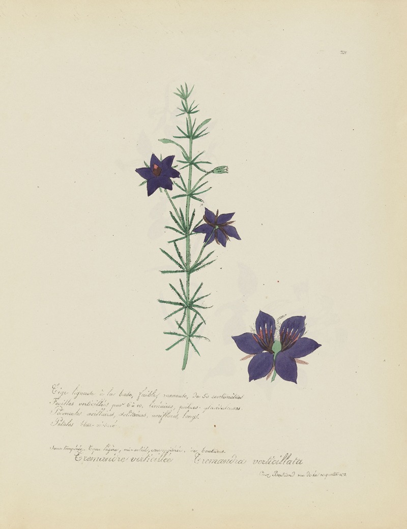 Tremandra verticillata by Jean Baptiste Louis Letellier, 1848-1849 — digital art print download