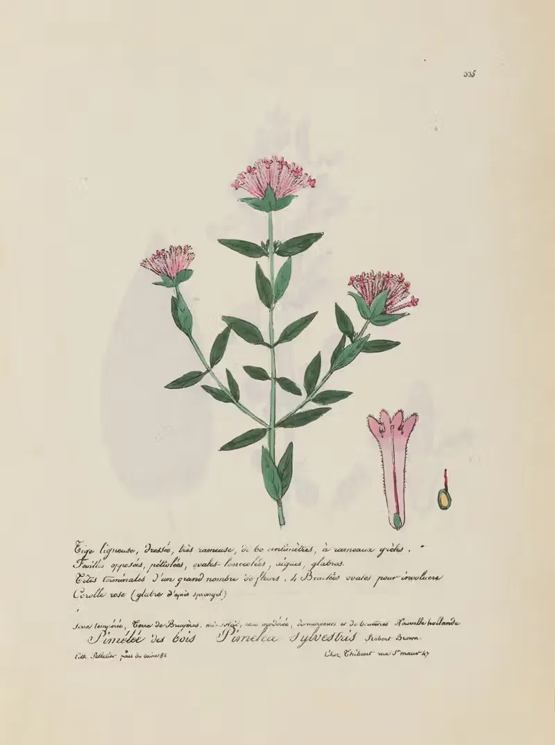 Pimelea sylvestris by Jean Baptiste Louis Letellier, 1848-1849 — digital art print download