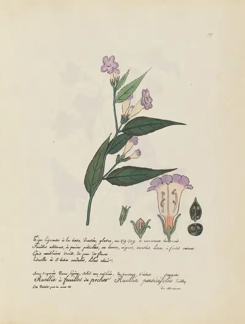 Ruellia persicifolia by Jean Baptiste Louis Letellier, 1848-1849 — digital art print download