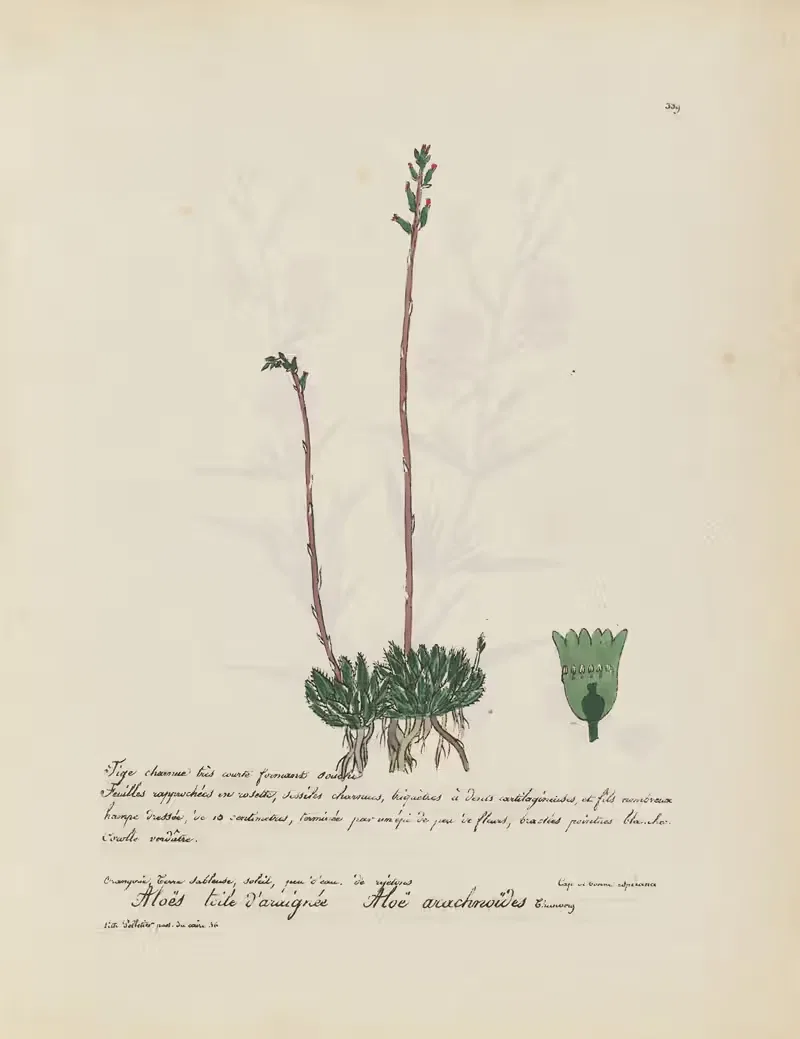 Aloë arachnoïdes — Jean Baptiste Louis Letellier