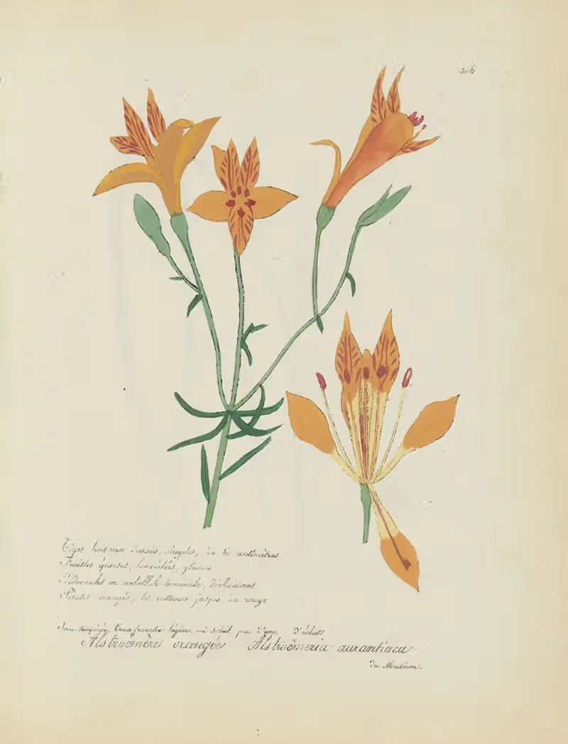 Alstroëmeria aurantiaca by Jean Baptiste Louis Letellier, 1848-1849 — digital art print download
