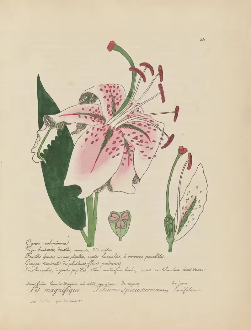 Lilium speciosum by Jean Baptiste Louis Letellier, 1848-1849 — digital art print download