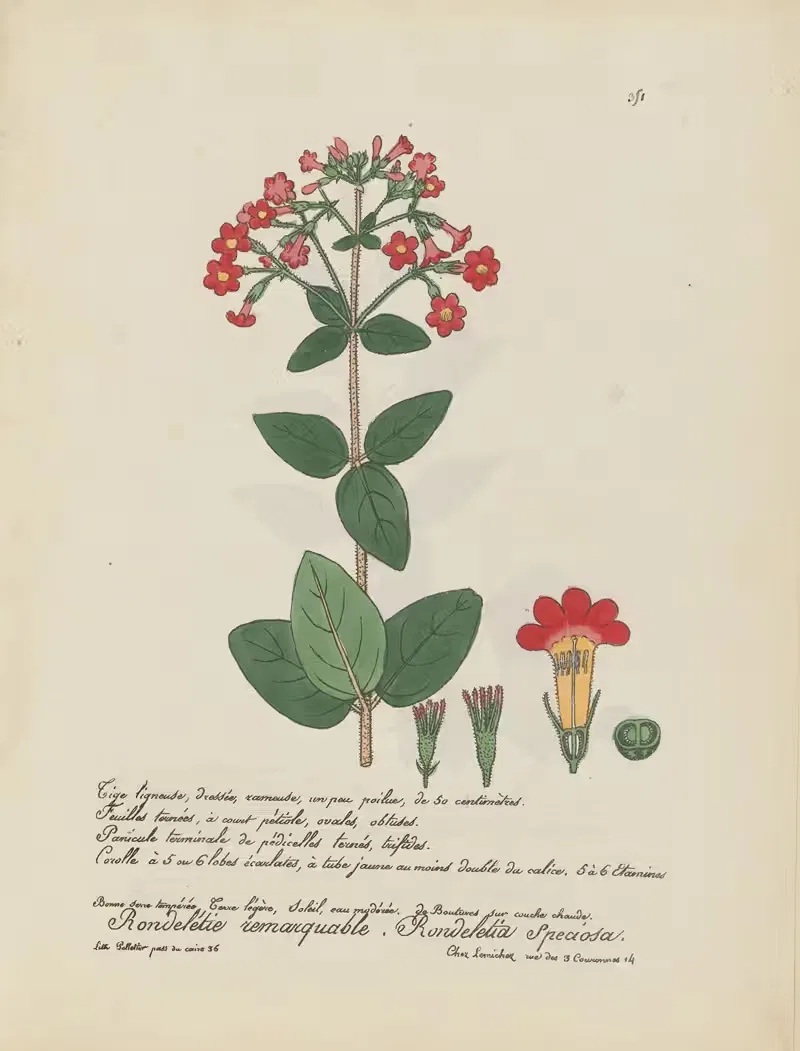 Rondeletia speciosa by Jean Baptiste Louis Letellier, 1848-1849 — digital art print download