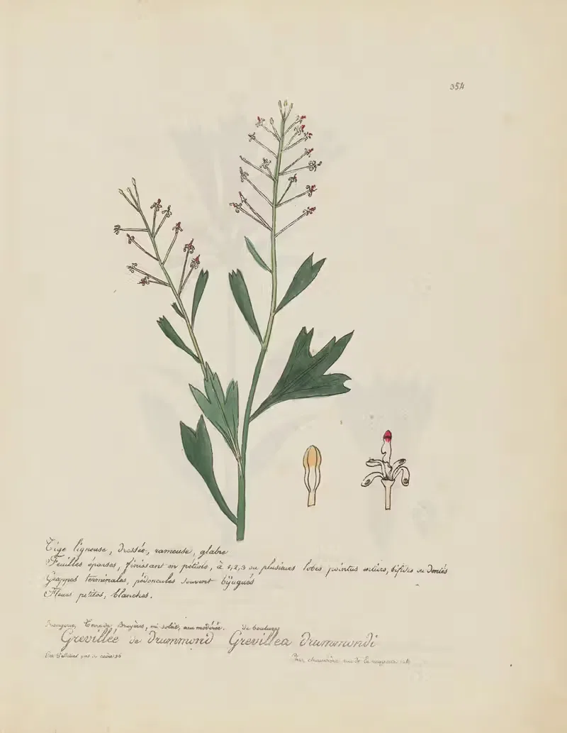 Grevillea drummondi by Jean Baptiste Louis Letellier, 1848-1849 — digital art print download