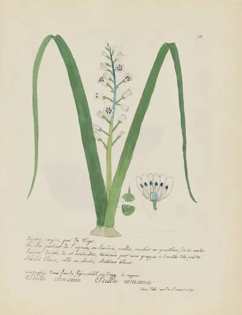 Scilla romana by Jean Baptiste Louis Letellier, 1848-1849 — digital art print download