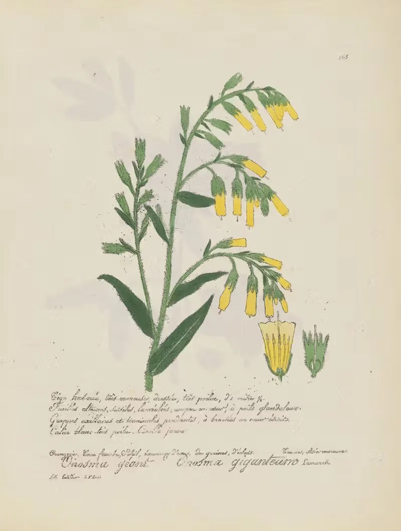 Onosma giganteum by Jean Baptiste Louis Letellier, 1848-1849 — digital art print download