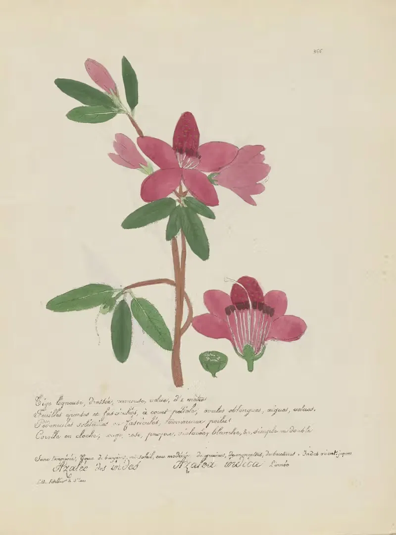Azalea indica by Jean Baptiste Louis Letellier, 1848-1849 — digital art print download