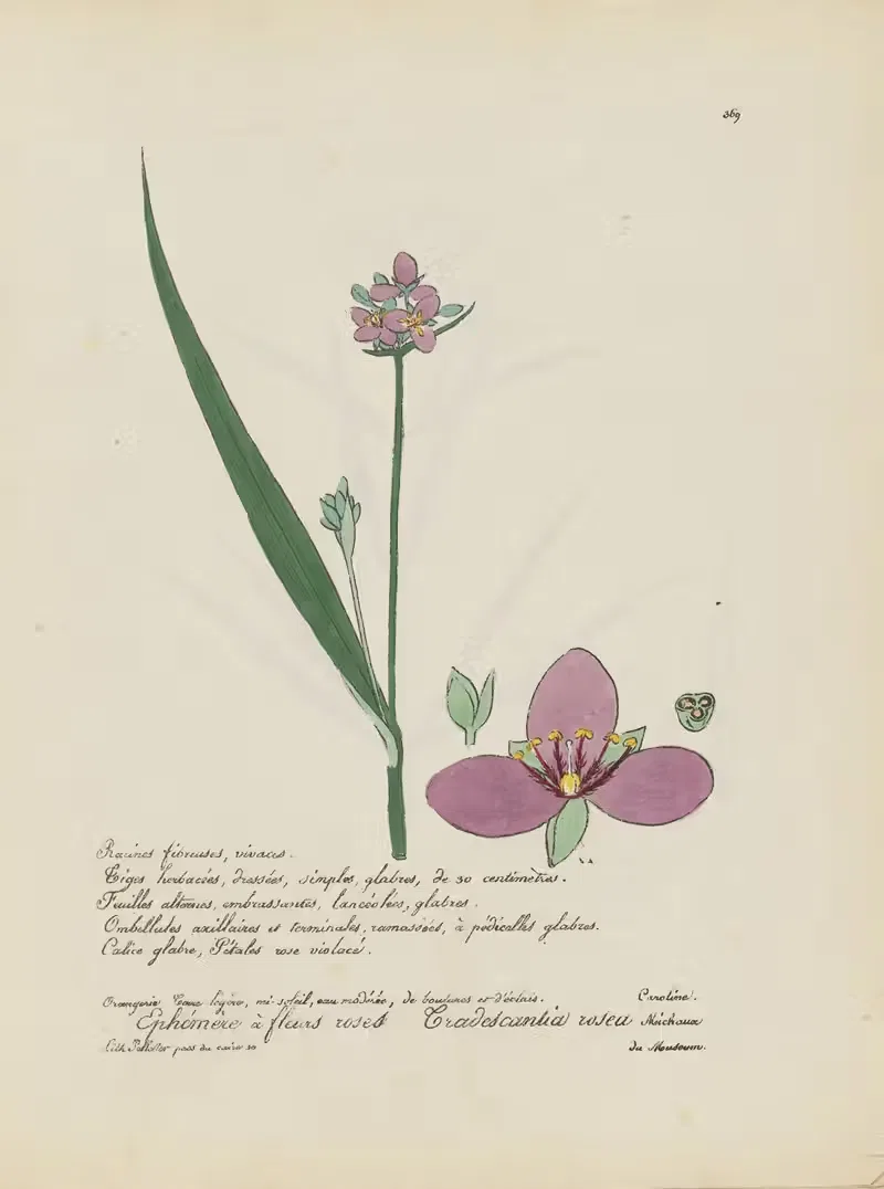 Tradescantia rosea by Jean Baptiste Louis Letellier, 1848-1849 — digital art print download