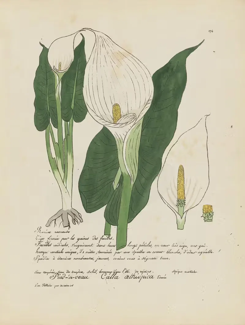 Calla aethiopica by Jean Baptiste Louis Letellier, 1848-1849 — digital art print download