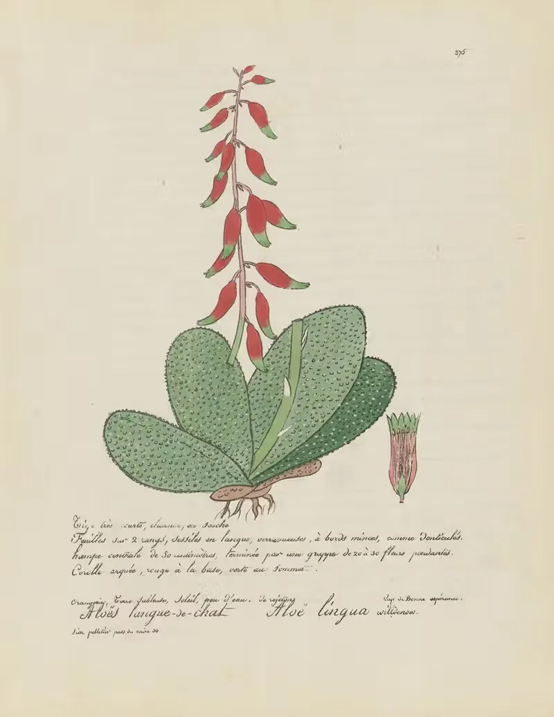 Aloë lingua by Jean Baptiste Louis Letellier, 1848-1849 — digital art print download
