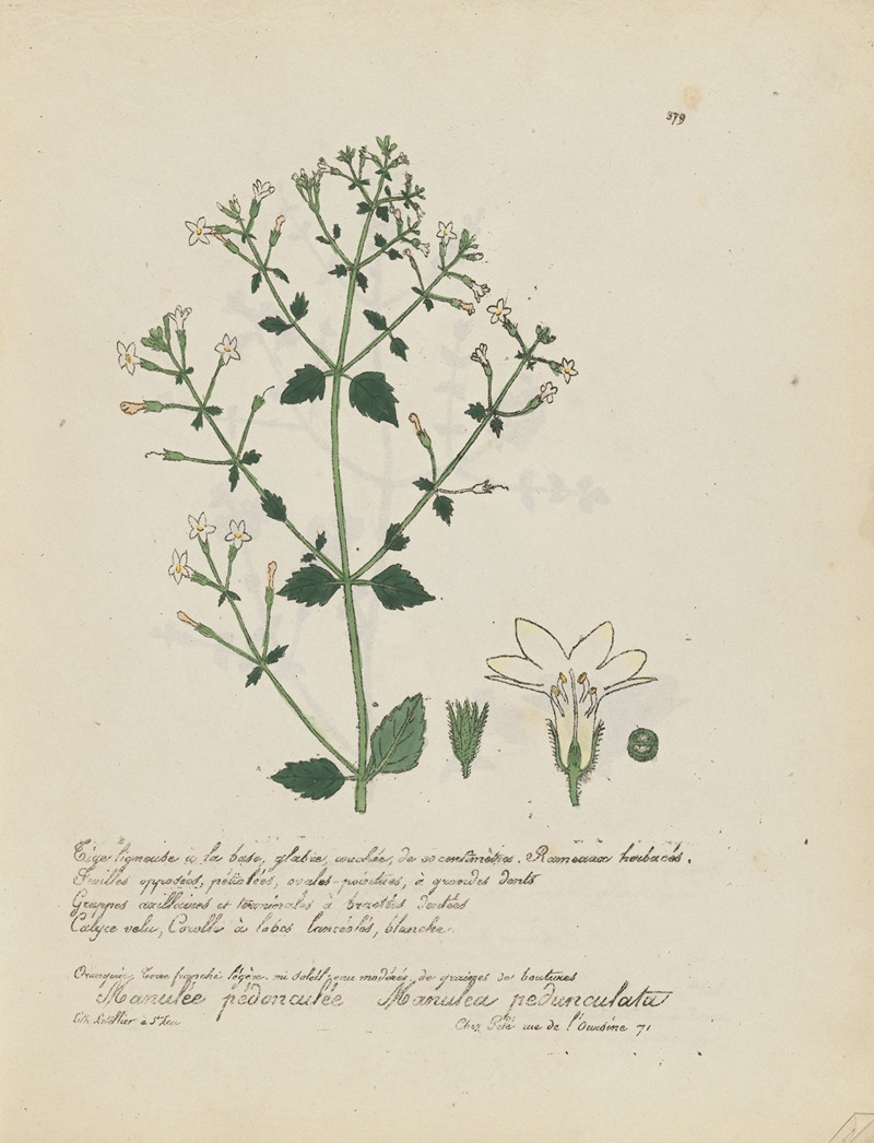 Manulea pedunculata by Jean Baptiste Louis Letellier, 1848-1849 — digital art print download