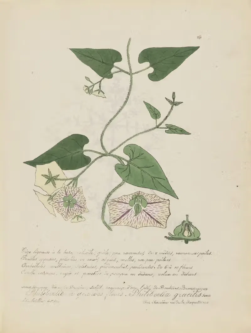 Philibertia gracilis by Jean Baptiste Louis Letellier, 1848-1849 — digital art print download