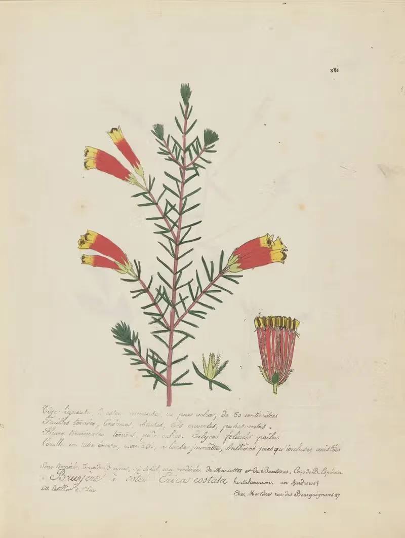 Erica costata by Jean Baptiste Louis Letellier, 1848-1849 — digital art print download
