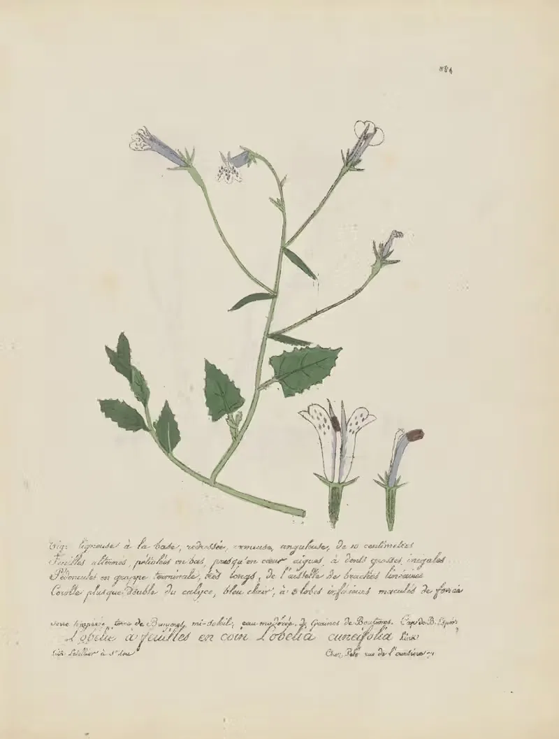 Lobelia cuneifolia by Jean Baptiste Louis Letellier, 1848-1849 — digital art print download