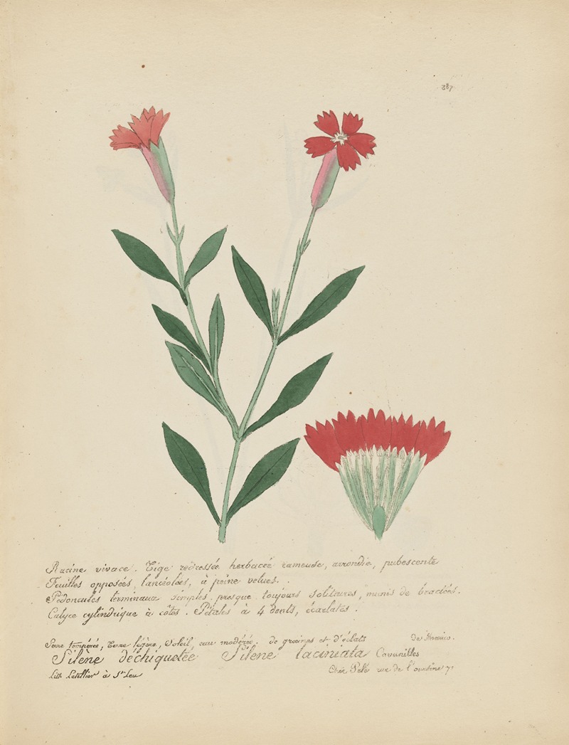 Silene laciniata by Jean Baptiste Louis Letellier, 1848-1849 — digital art print download