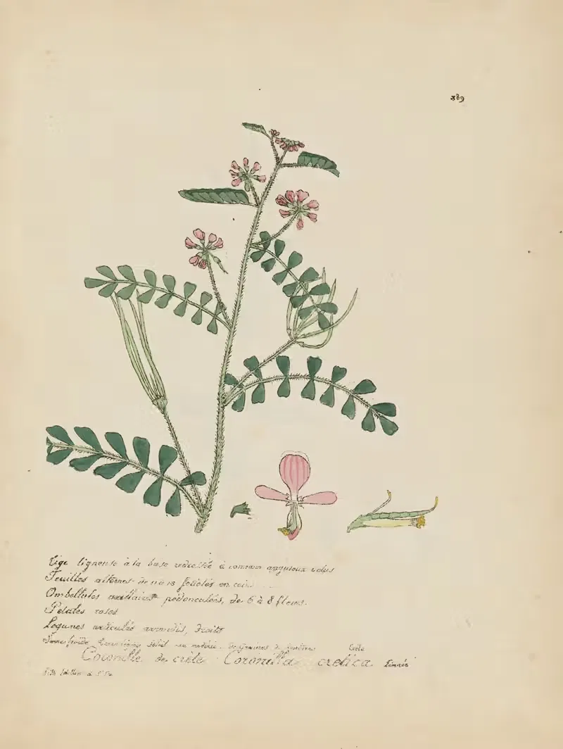 Coronilla cretica by Jean Baptiste Louis Letellier, 1848-1849 — digital art print download