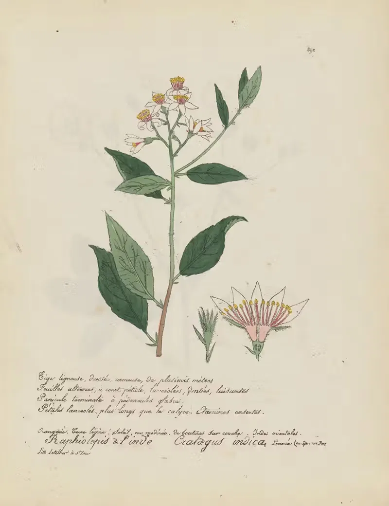 Crataegus indica by Jean Baptiste Louis Letellier, 1848-1849 — digital art print download