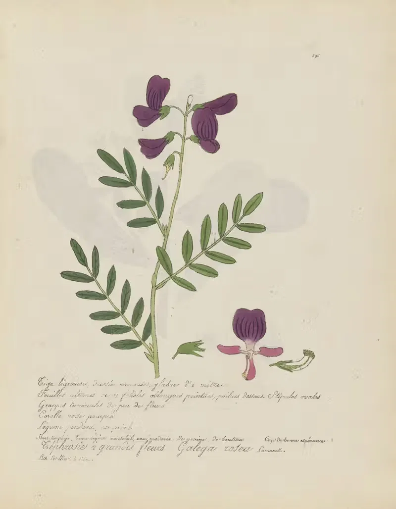 Galega rosea by Jean Baptiste Louis Letellier, 1848-1849 — digital art print download