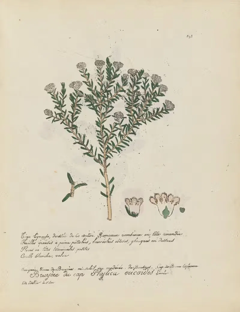 Phylica ericoïdes by Jean Baptiste Louis Letellier, 1848-1849 — digital art print download