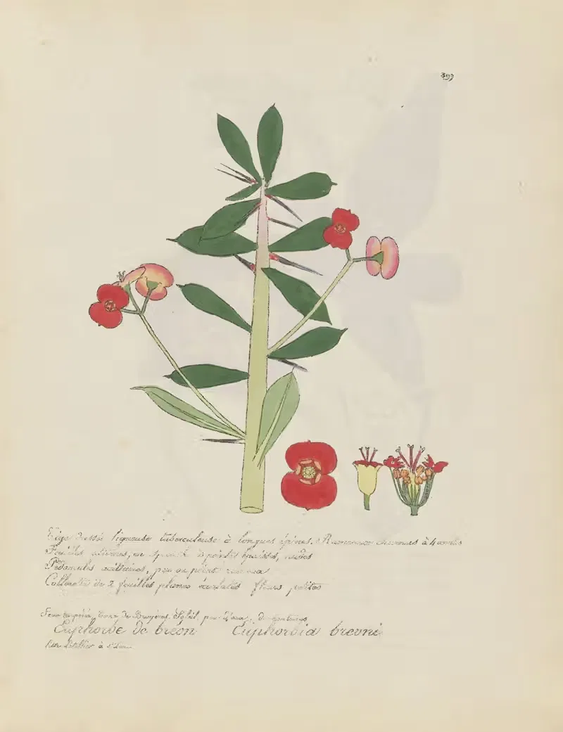 Euphorbia breoni by Jean Baptiste Louis Letellier, 1848-1849 — digital art print download