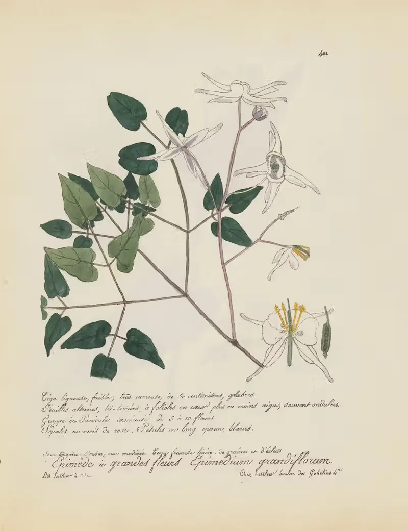 Epimedium grandiflorum by Jean Baptiste Louis Letellier, 1848-1849 — digital art print download