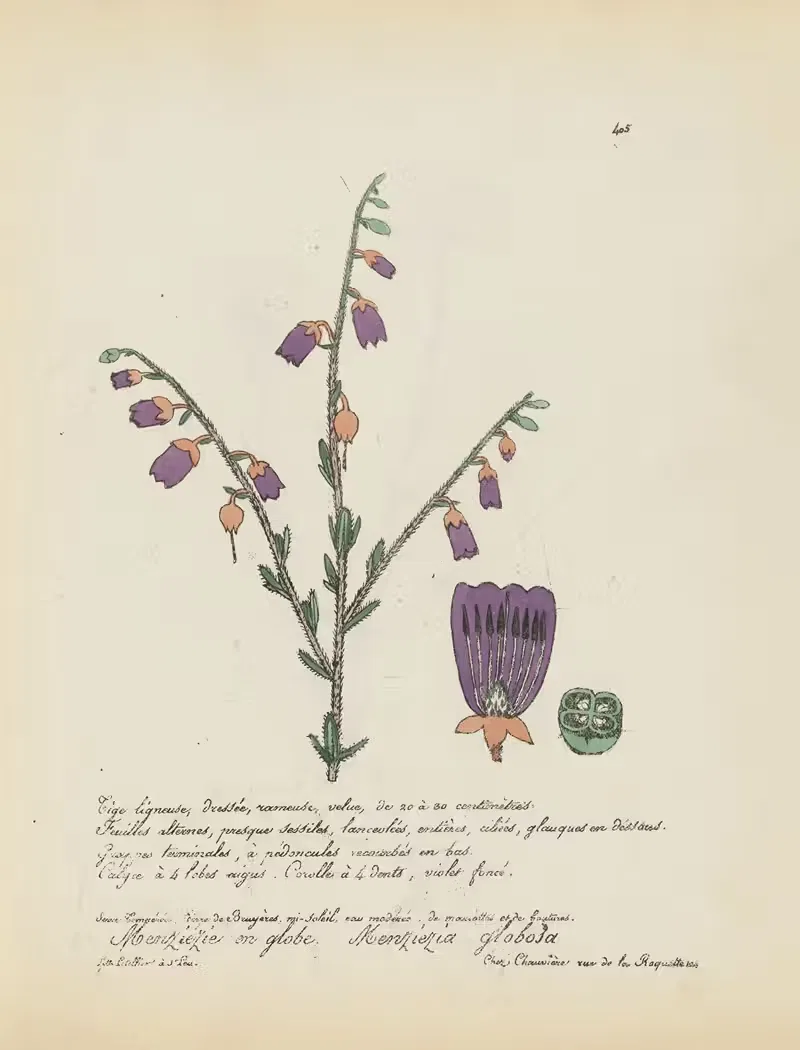 Menziezia globosa by Jean Baptiste Louis Letellier, 1848-1849 — digital art print download