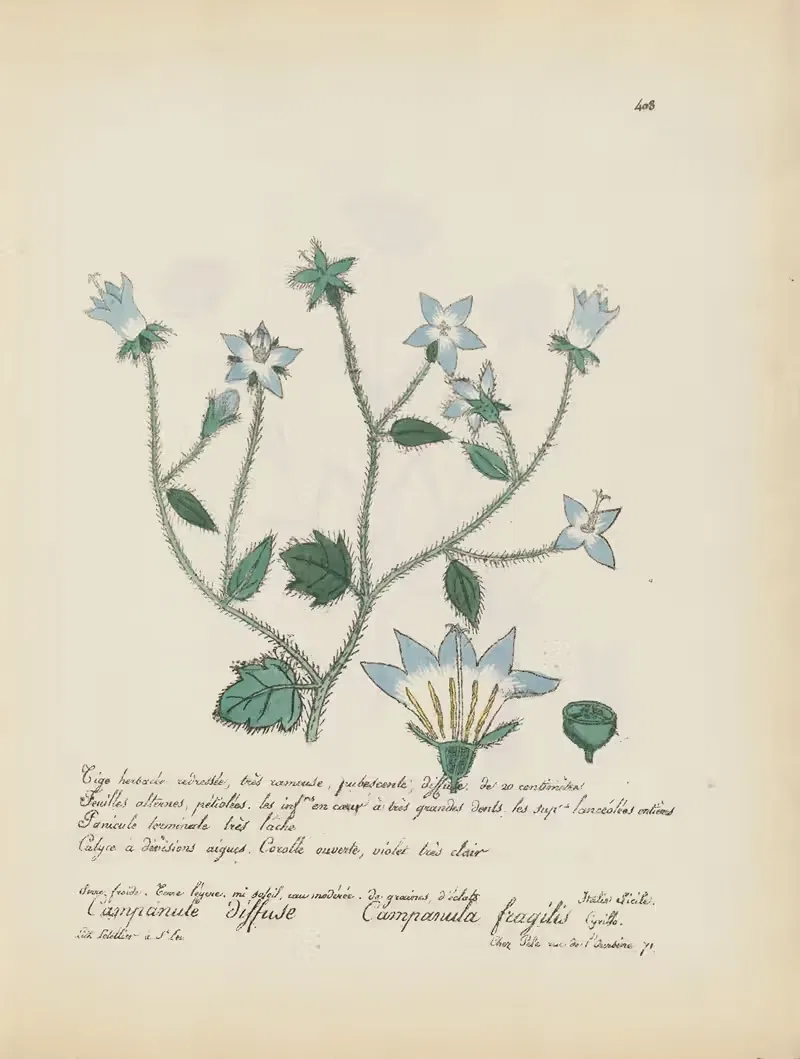 Campanula fragilis by Jean Baptiste Louis Letellier, 1848-1849 — digital art print download