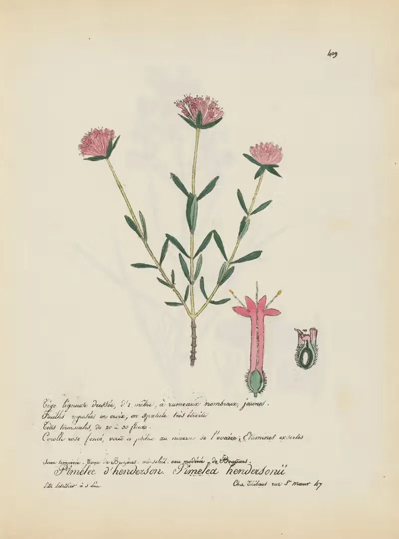 Pimelea hendersonii by Jean Baptiste Louis Letellier, 1848-1849 — digital art print download