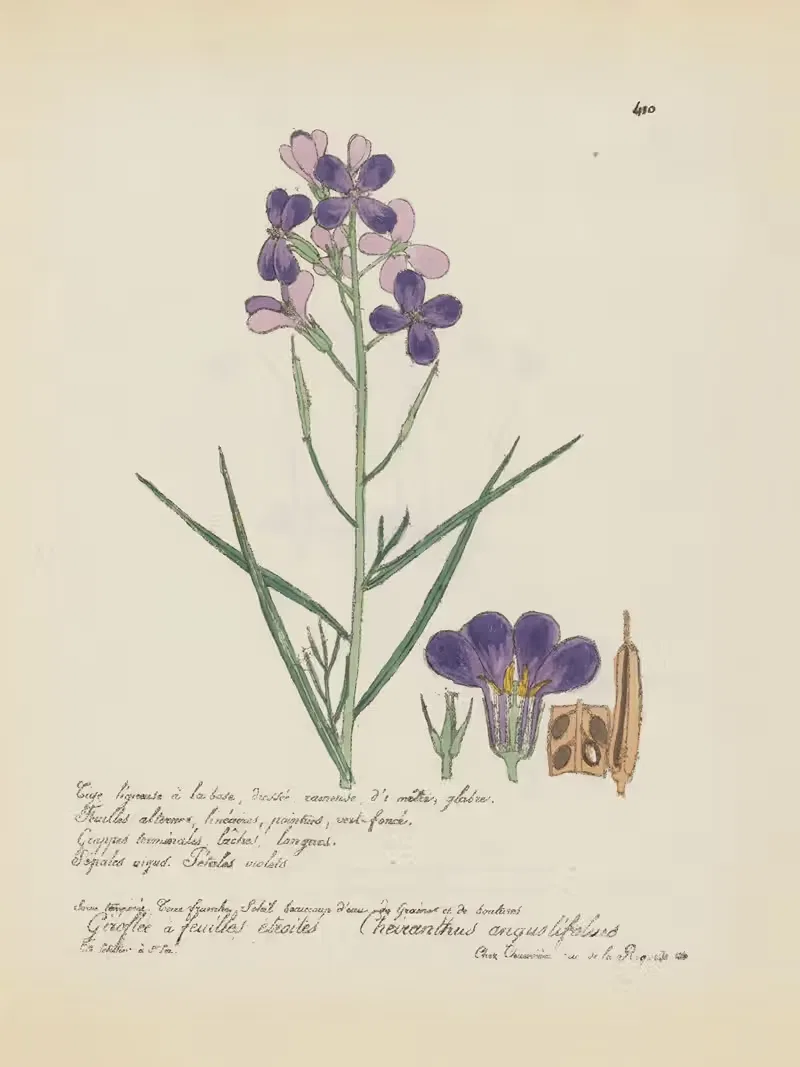 Cheiranthus anguslifolius by Jean Baptiste Louis Letellier, 1848-1849 — digital art print download