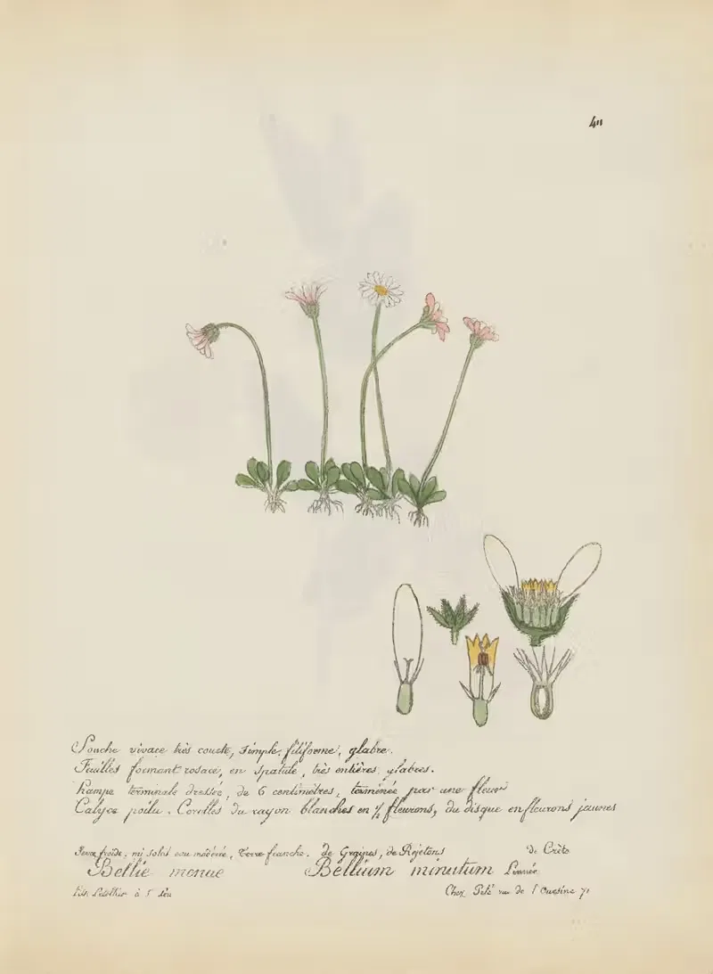 Bellium minutum by Jean Baptiste Louis Letellier, 1848-1849 — digital art print download